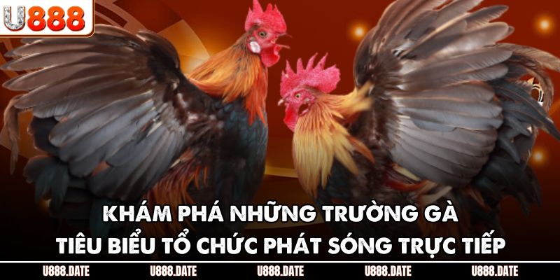 Khám phá những trường gà tiêu biểu tổ chức phát sóng trực tiếp