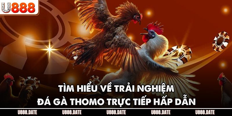 Tìm hiểu về trải nghiệm đá gà Thomo trực tiếp hấp dẫn