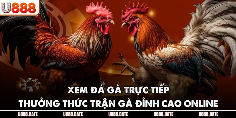 Xem Đá Gà Trực Tiếp | Thưởng Thức Trận Gà Đỉnh Cao Online